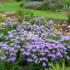 케이야생화 스토케시아 노지월동다년초 모종 1~20포트 오래피는꽃 규격8cm포트묘, 4개