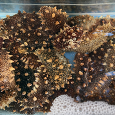 싱싱 횟감용 참해삼, 1개, 400g(5~8미)