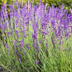 G가든 정원꾸미기 잉글리쉬라벤더 씨앗, 잉글리쉬라벤더 씨앗 100립