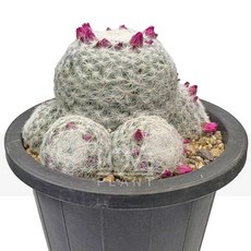 꽃사랑식물나라 희춘성 마밀라리아 미니선인장 하얀선인장 솜사탕선인장 꽃피는선인장 반려식물