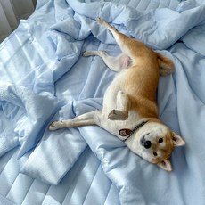 온기브 위드펫 냉감 발톱걸림 털박힘 차단 여름 반려동물 차렵이불 세트(SS/Q)