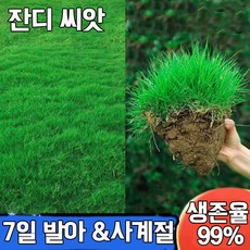 [초특가] 7일 발아 사계절 잔디 씨앗 한국잔디 골프장 산소잔디 1kg -약20평 씨앗 다용도 고급 혼합 천연잔디 종자, 3개