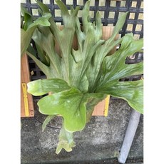 霏霏園藝女王蕨 輕鬆妝點居家空間 享受熱帶雨林般的綠意, 1個