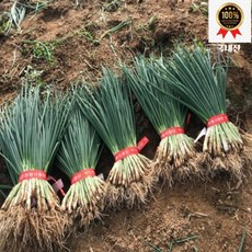 국내산 쪽파 흙쪽파 1단 1kg 내외, 1개