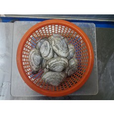 제철 남해 우럭조개 2kg 24미내외 조개구이 횟감용