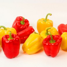 국내산 빨강 노랑 혼합 파프리카 1kg, 1개