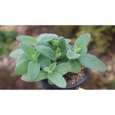 향기단애의여왕 투비플로라 아프리카식물