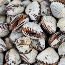 kbhbz 산지직송 당일조업 제철 새꼬막 1kg, 상 90-95미