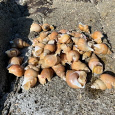 산지직송 동해 자연산 활 백고동 생물 백골뱅이 1kg 소 중 대 특대, 1개, 1kg 내외(소)