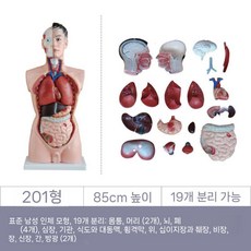 인체 해부학 모형 장기 분리 모델 의료 교육용 실습 피규어, 모델 201 / 85 cm고, 1개
