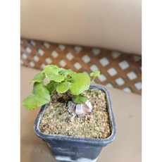 팅커벨 구갑룡, 1개