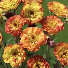 카멜레온뱀무 겹뱀무 노지월동야생화 모종 9cm 포트 / 노지월동 가능 / 원예 정원용 꽃모종 (26년 식재 꽃있음), 1개