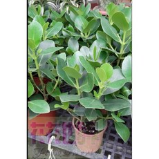 書代木/簽名樹 圍籬樹苗 - 花花世界 綠化庭園 6吋盆 (苗高40-60公分)