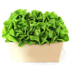 세상별미 무농약 버터헤드 유러피안 샐러드 유럽채소, 1박스, 500g