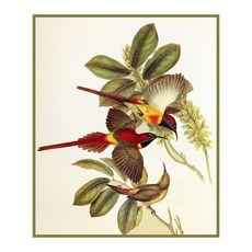 오렌코 오리지널 파이어 테일 선버드 자연주의자 굴드 새 십자 Orenco Originals Fire Tailed Sunbirds Naturalist Gould Birds Count, 실과 원단은 포함되지 않습니다.