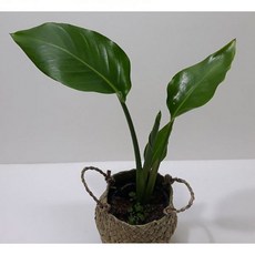 나들이 여인초(소) 해초바구니 관엽식물 실내화분