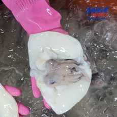 군산 급냉 손질 꼬마갑오징어 (10미내외), 500g