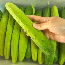 [산지직송] 초특가 국내산 백다다기 백오이, 1박스, 5kg(25개내외)