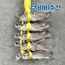 특A급 손질 침조기, 1개, 10마리(1.1kg)