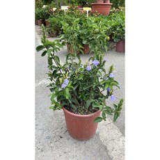 霏霏園藝 香水藍 4吋盆 花包滿滿, 1個