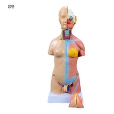 인체해부학 몸통 모형 실습용 인체 장기 분리형 골반 병원 두개골 실습, 4. 45cm 몸통모형(23부)