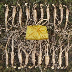 아리아리산삼 산양삼 장뇌삼 산양산삼 장뇌 자연산 주 설 추석 선물세트, 53g, 1개