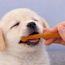 데인트 강아지 실리콘 칫솔 애견 고양이 애완동물, 1개, 브라운