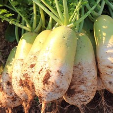 특품한정 1등생산지직송 놀라운시원함 아삭달큰 천수무, 1개, 8kg