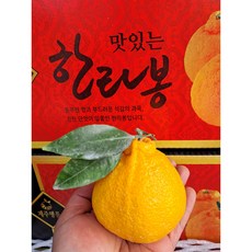 과일천국1번지 고당도 제주 꼬마한라봉5kg, 1개