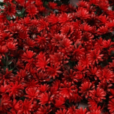 벽장식 조화 플랜테리어 패널 화초 인조 조경 벽면 그리너리 인테리어 베란다 테라스 가든 잔디 매장 실외