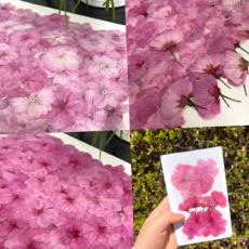 루체트리 드라이플라워 봄 벚꽃 압화 3종 꽃장식 인테리어 꽃, 벚꽃 3종 (1팩)