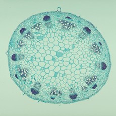 해바라기줄기/횡단(쌍떡잎)