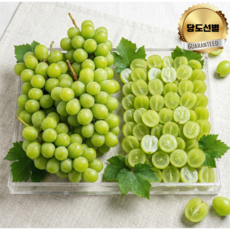 [당도선별] 과즙가득 오톰크리스피 청포도 애플청포도 애플포도, 1박스, 500g