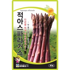 적아스파라거스 씨앗 40립 적색 아스파라거스씨 종자, 1개