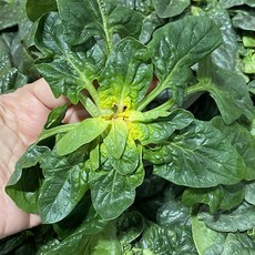 해풍맞고 자라 달큰한 신안 비금도 섬초 겨울 노지 도초 시금치, 1개, 500g