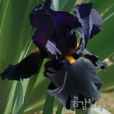 독일붓꽃 져먼아이리스(German iris) 숙근 7품종 라인업 '구근상태 최고' 금강원예, 1개, 블랙나이트