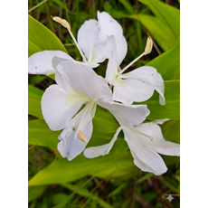 戴妡香草農園 萱荷玉露花草飲 手作野薑花茶包, 1個, 薑荷玉露