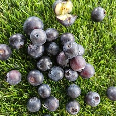 알이큰 생블루베리 칠레산 항산화 슈퍼푸드 블루베리 125g 4팩