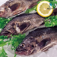 국내산 통영 우럭 회 250g 손질 필렛 특상품 우럭회 신선포장 [원산지:국산], 1개, 우럭 250g 슬라이스