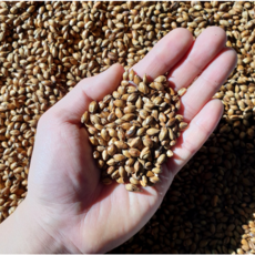 구수한 사람들 바로 볶아 고소한 국산 보리차, 1세트, 2개입, 500g