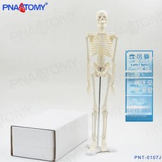 모형 해골 뼈 교육용 뼈대 골격 두개골 1:1, 화이트, 1개