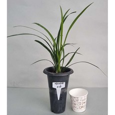 제주한란 (1)소심 동양난 고급난 희귀난 그린난농원, 1개