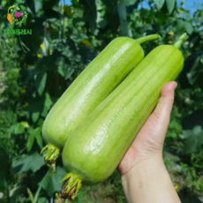 대아프레시 야채 아저씨네 만능 요리재료 인큐애호박, 5개입, 1박스, 애호박
