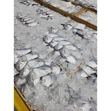 국내산 병어 3미 실속(30미 대사이즈 1미 기준 손질 후 260g~300g내외) 급냉 횟감선도, 1개, 1마리