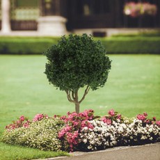 미니어처 풍경 나무 봄 녹색 자연 장식 모래 테이블 기차 공예, 1개, 기본