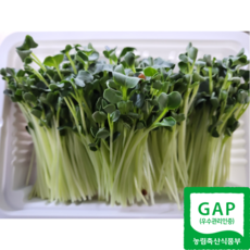 gap 수경재배 무순 150g, 5개