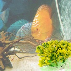 어항 수초 꽃 노랑 수조꾸미기 어항꾸미기 물고기은신처 어항장식 어항용품 어항은신처 수족관용품 수족관, 1개