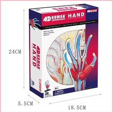 4D MASTER 拼裝人體手器官解剖模型 敎學用模型 39Y9, 1個, 手部26057