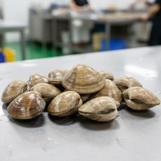 해감완료 자연산 백합조개 생물 백생합 찜 탕용, 1세트, 1.8kg