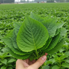 [초특가할인] 국내산 햇 깻잎 대용량 깻잎, 1개, 4kg